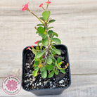 Euphorbia 'Milii Red' Crown of Thorns