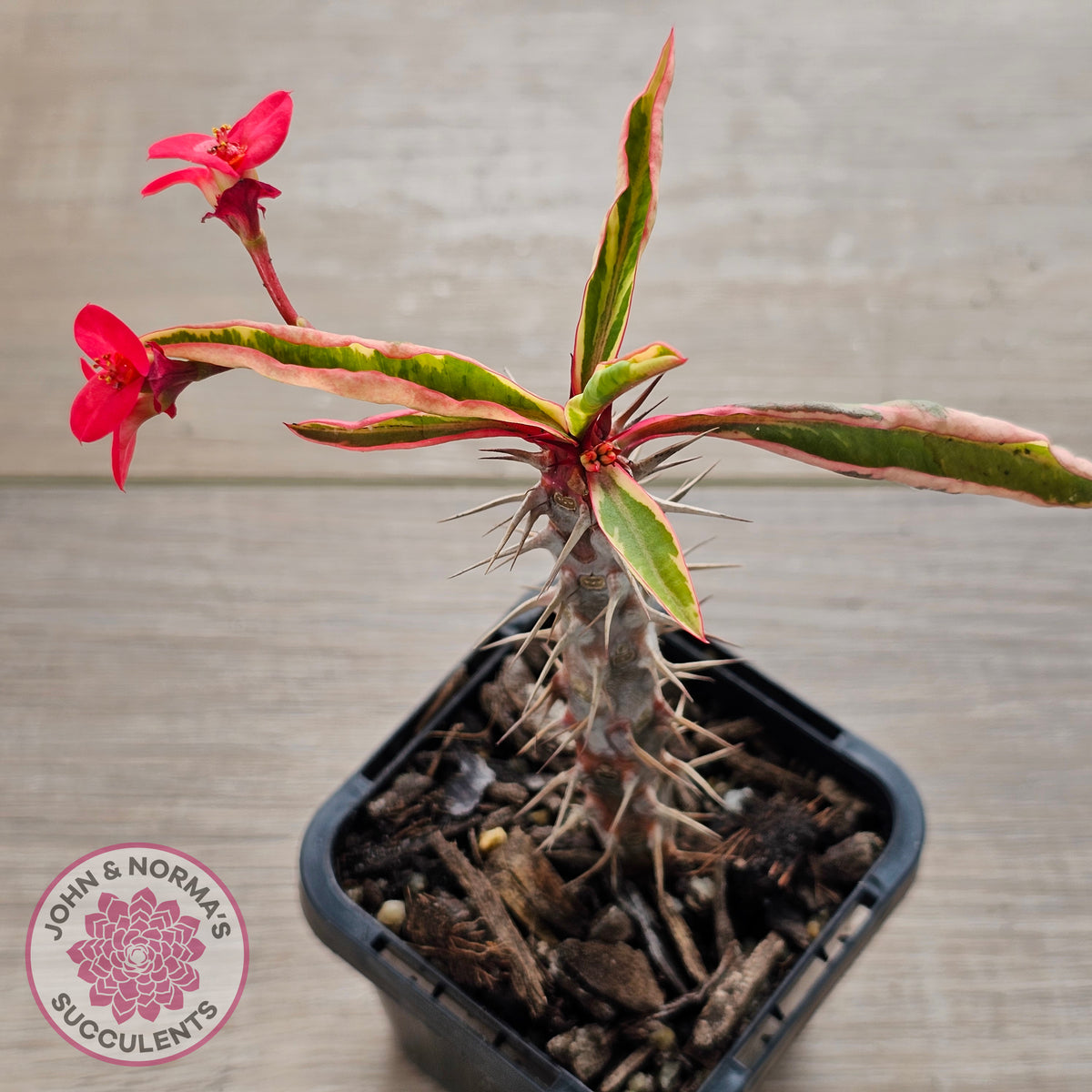Euphorbia 'Milli' Variegated