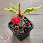 Euphorbia 'Milli' Variegated