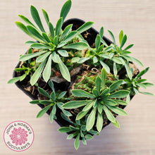 Load image into Gallery viewer, Euphorbia 'Pineapple Head'
