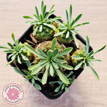Load image into Gallery viewer, Euphorbia 'Pineapple Head'
