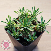 Load image into Gallery viewer, Euphorbia 'Pineapple Head'
