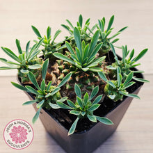 Load image into Gallery viewer, Euphorbia 'Pineapple Head'
