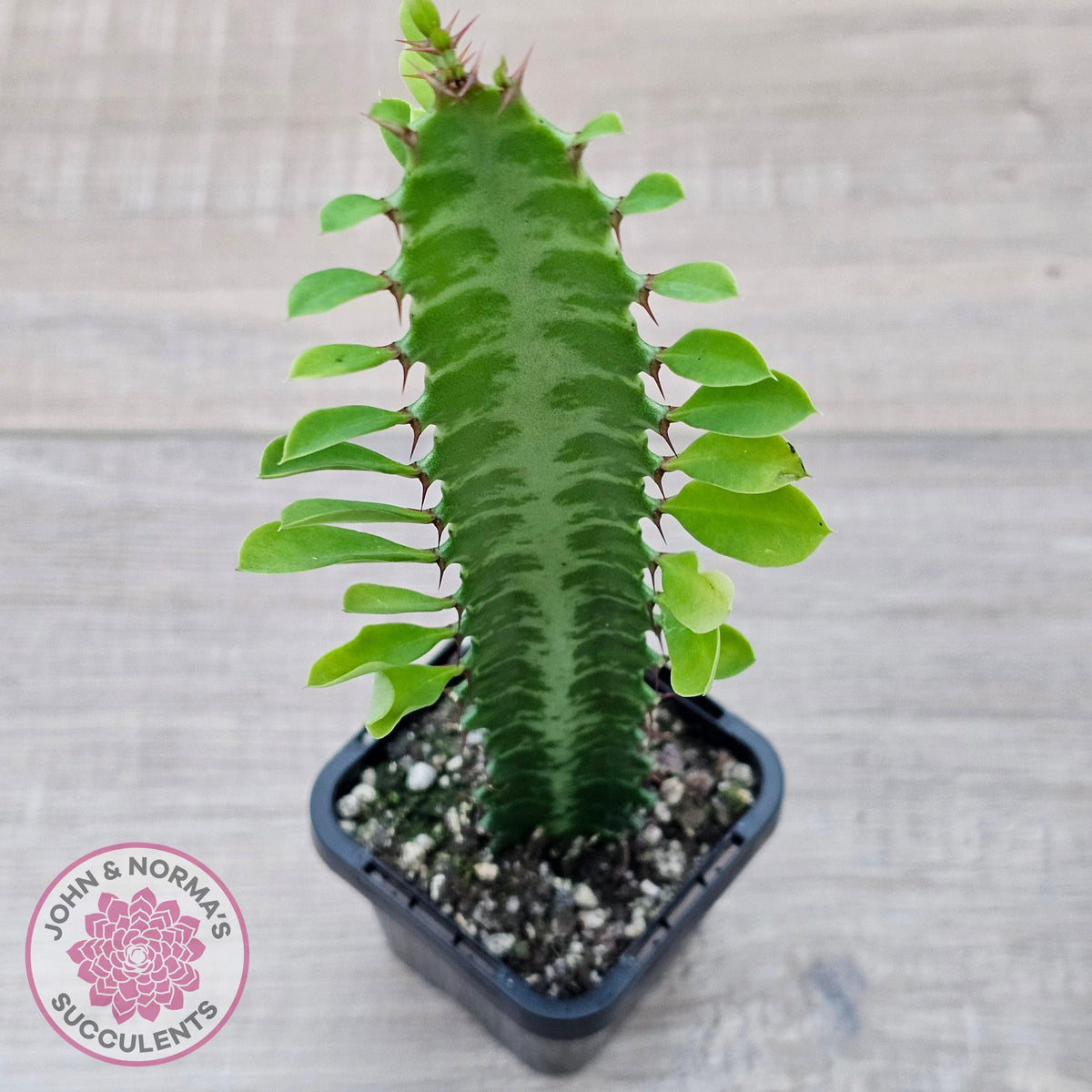Euphorbia Trigona 'Green'