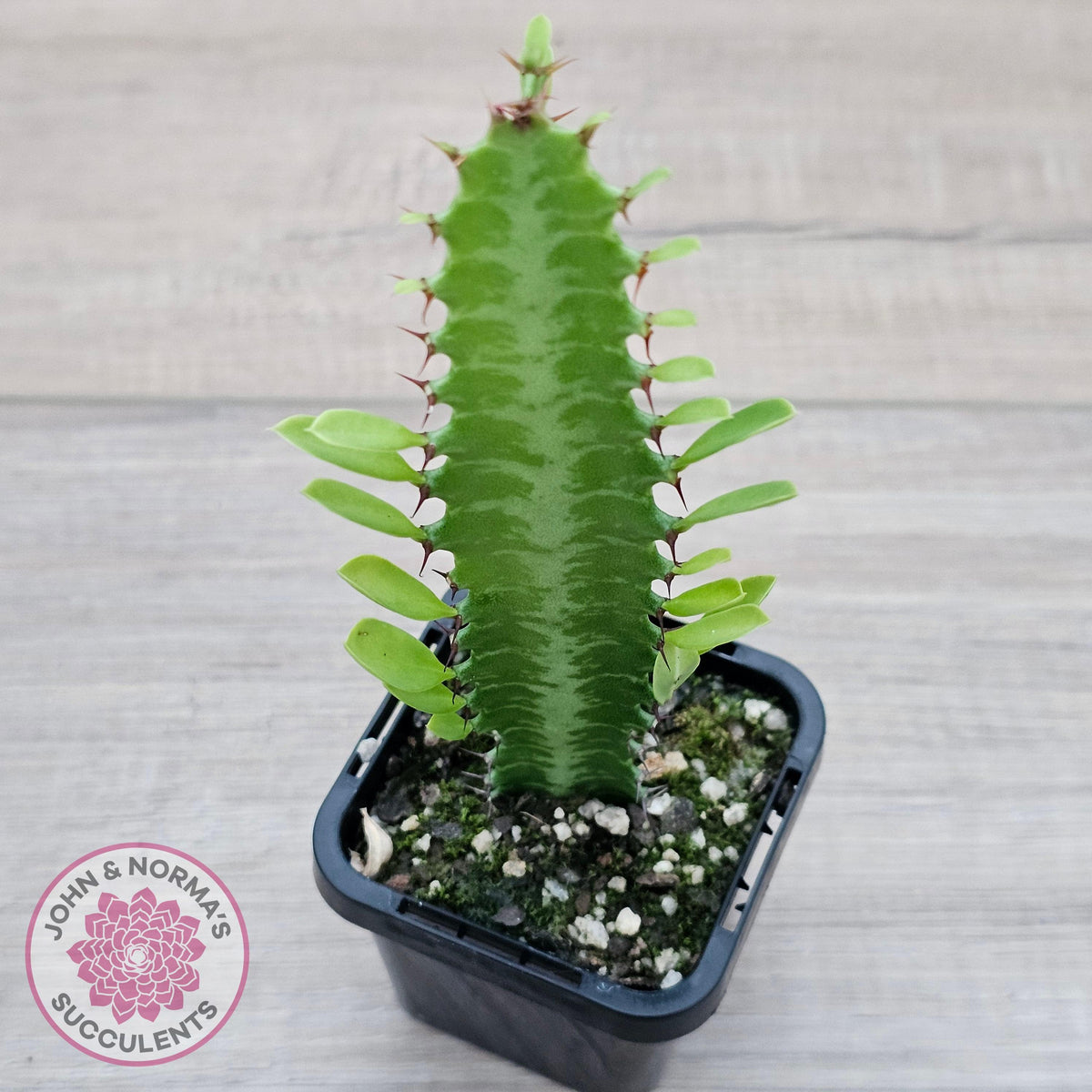 Euphorbia Trigona 'Green'
