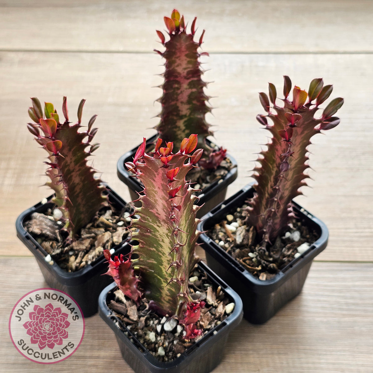 Euphorbia Trigona 'Red'