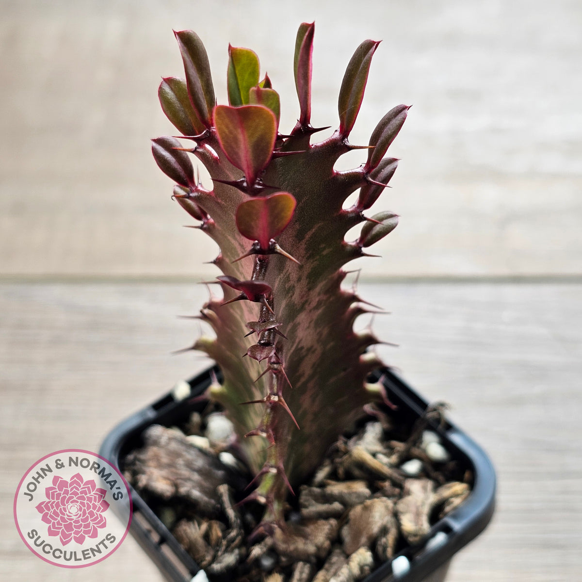 Euphorbia Trigona 'Red'