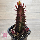 Euphorbia Trigona 'Red'