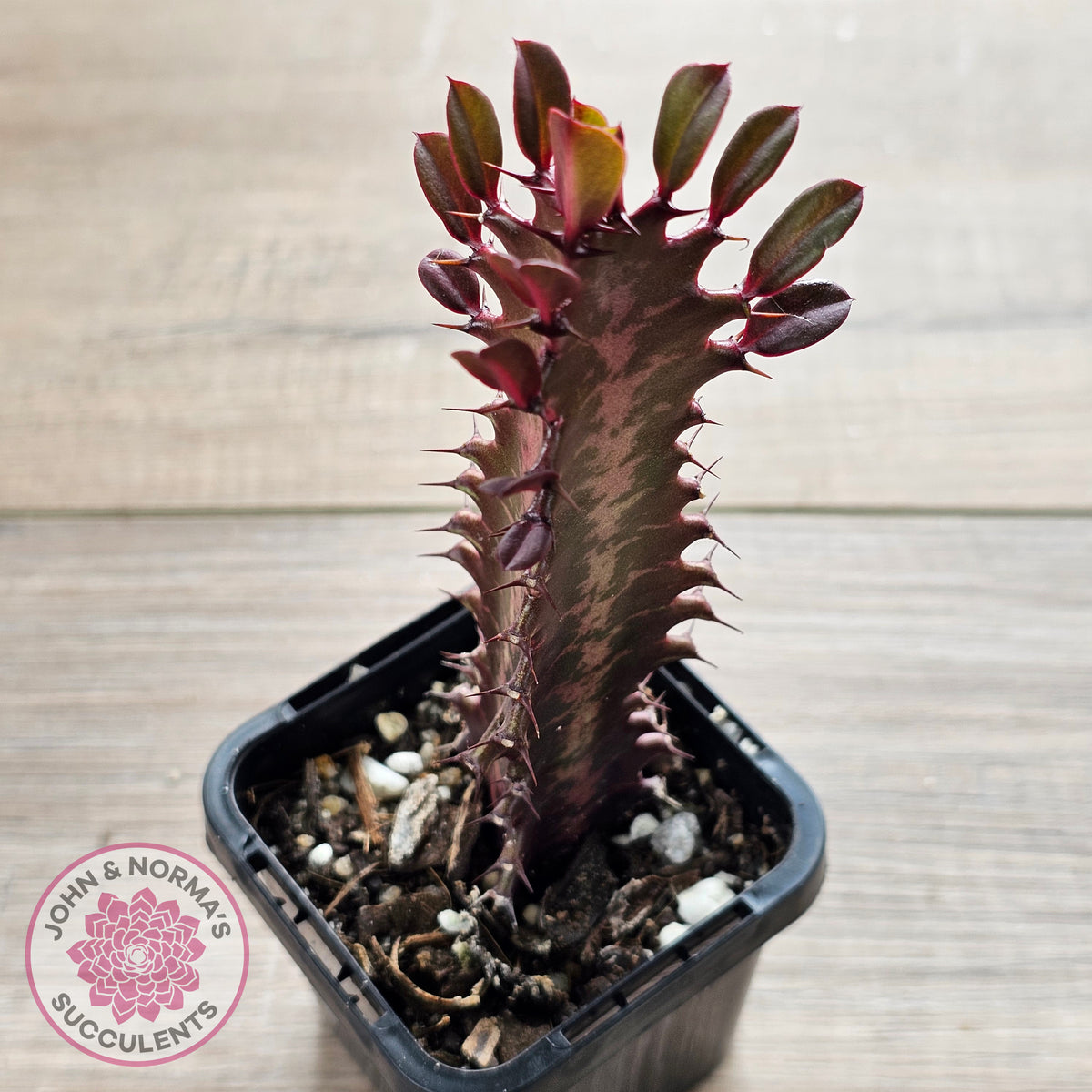 Euphorbia Trigona 'Red'