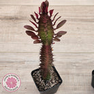 Euphorbia Trigona 'Red'