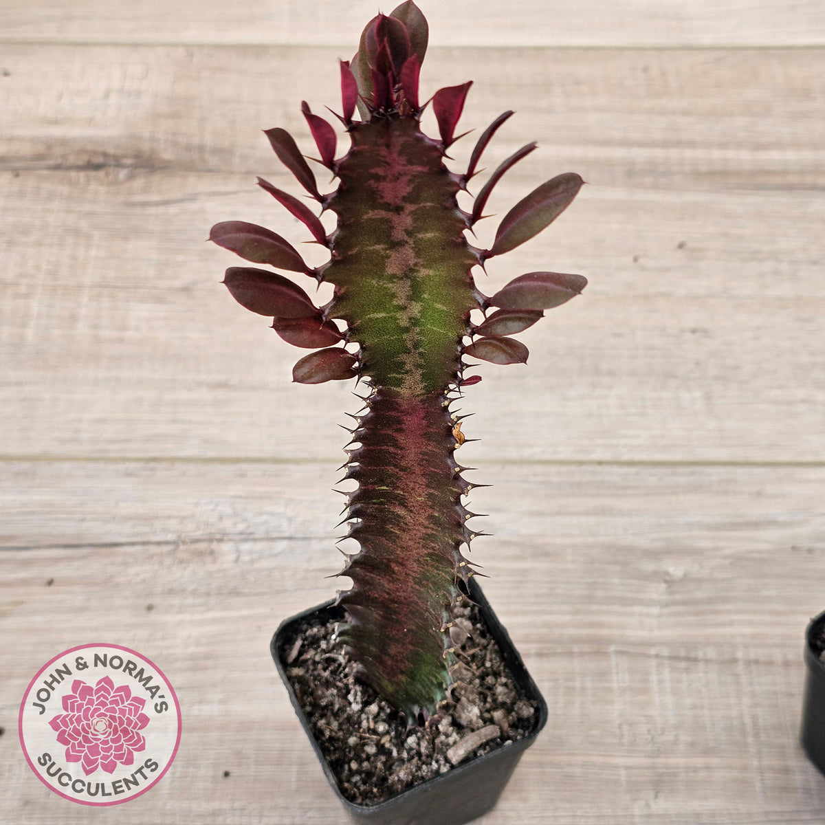 Euphorbia Trigona 'Red'