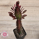 Euphorbia Trigona 'Red'