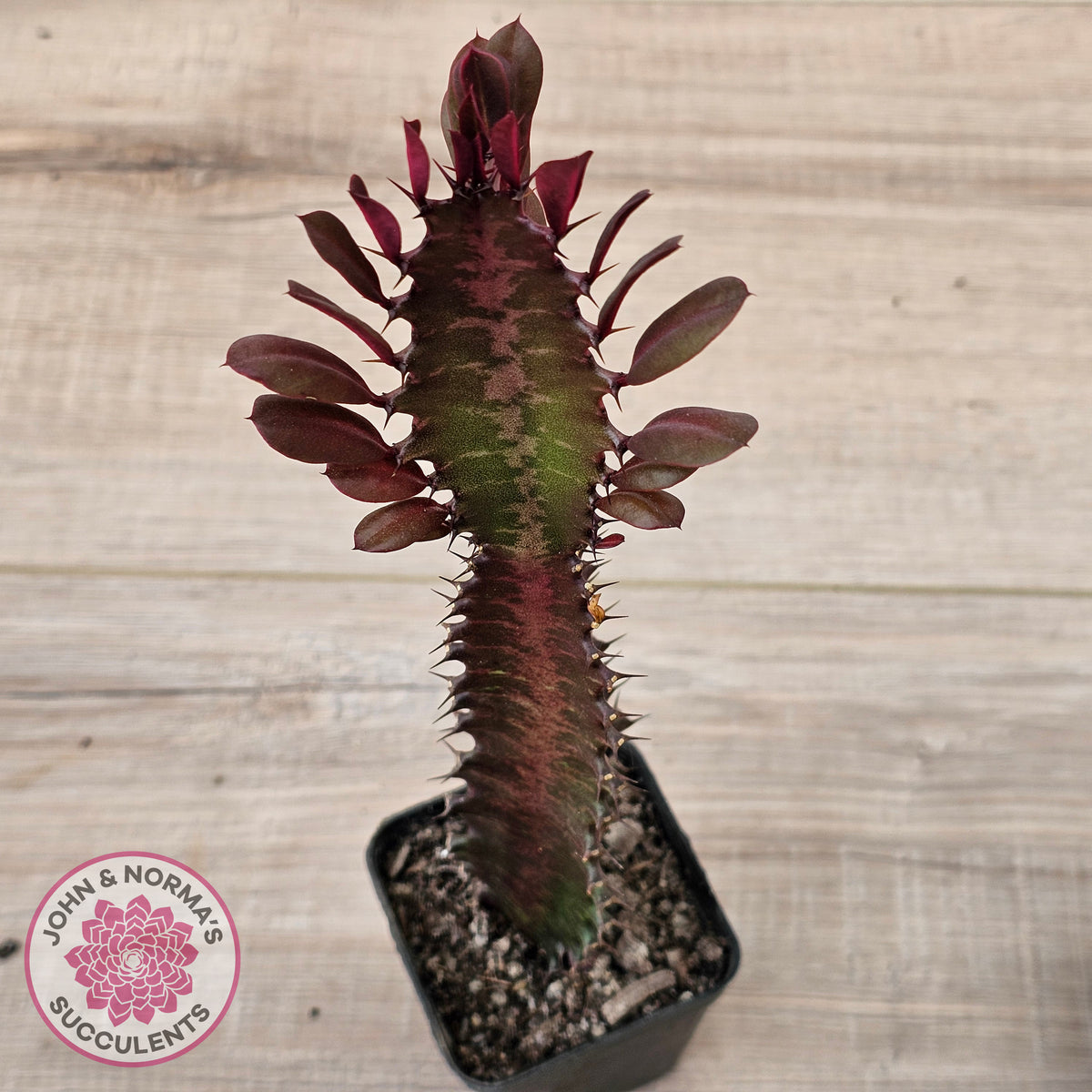 Euphorbia Trigona 'Red'