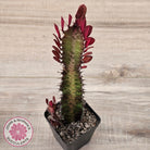 Euphorbia Trigona 'Red'