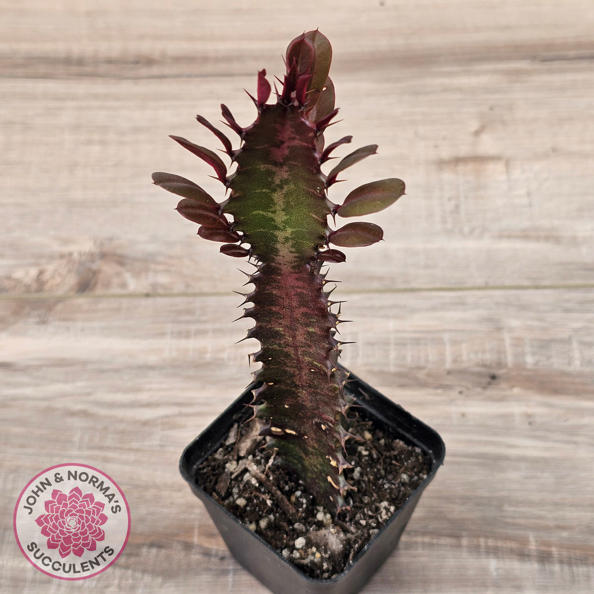 Euphorbia Trigona 'Red'