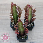 Euphorbia Trigona 'Red'