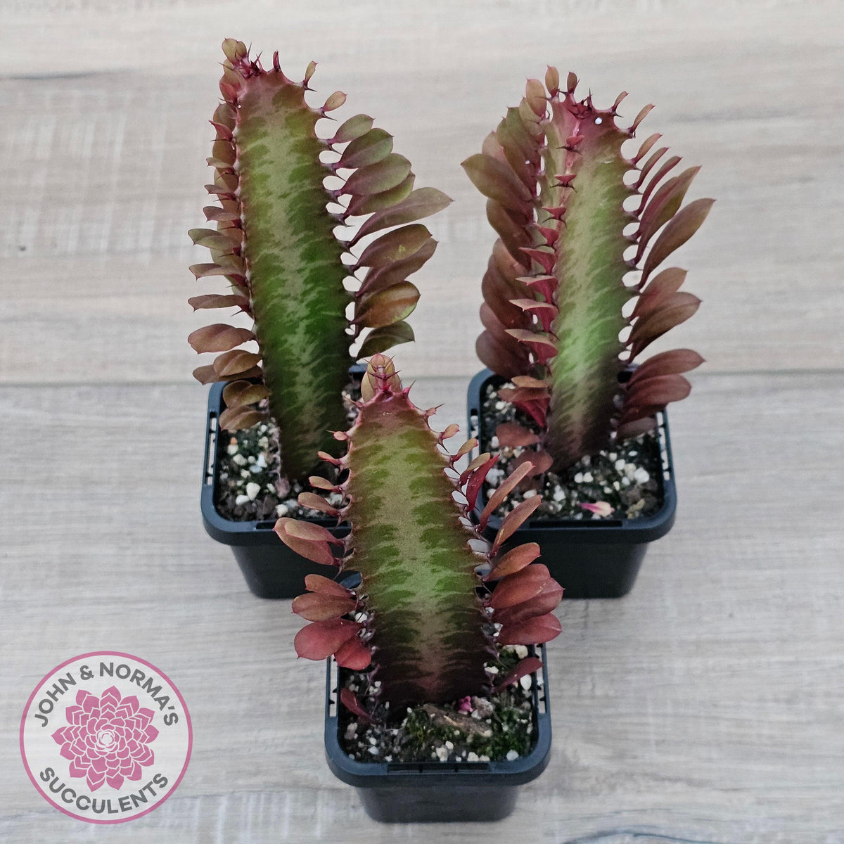 Euphorbia Trigona 'Red'