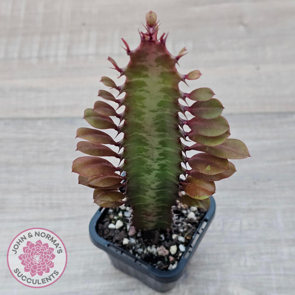 Euphorbia Trigona 'Red'