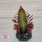Euphorbia Trigona 'Red'