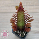 Euphorbia Trigona 'Red'