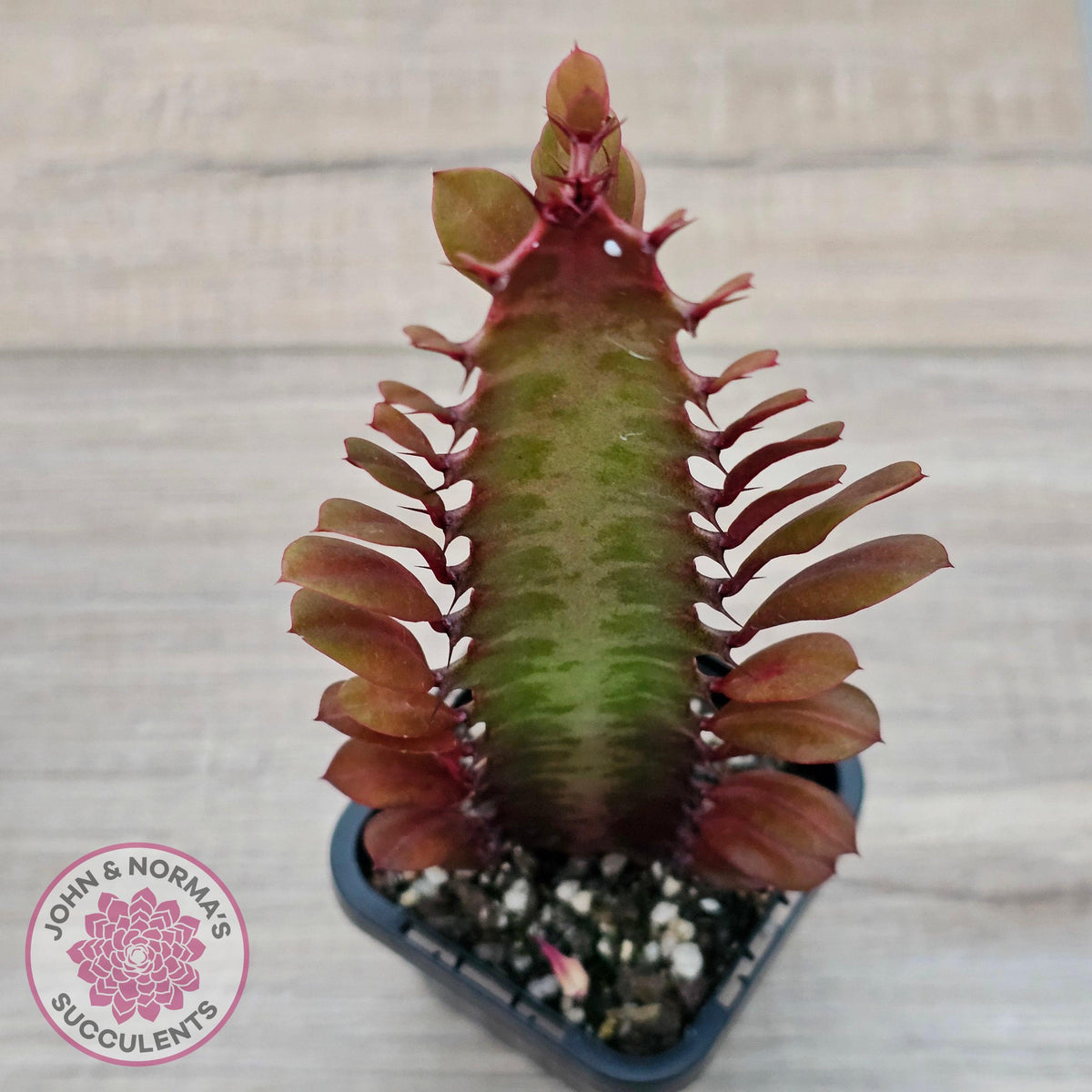 Euphorbia Trigona 'Red'