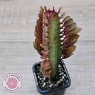 Euphorbia Trigona 'Red'