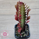 Euphorbia Trigona 'Red'