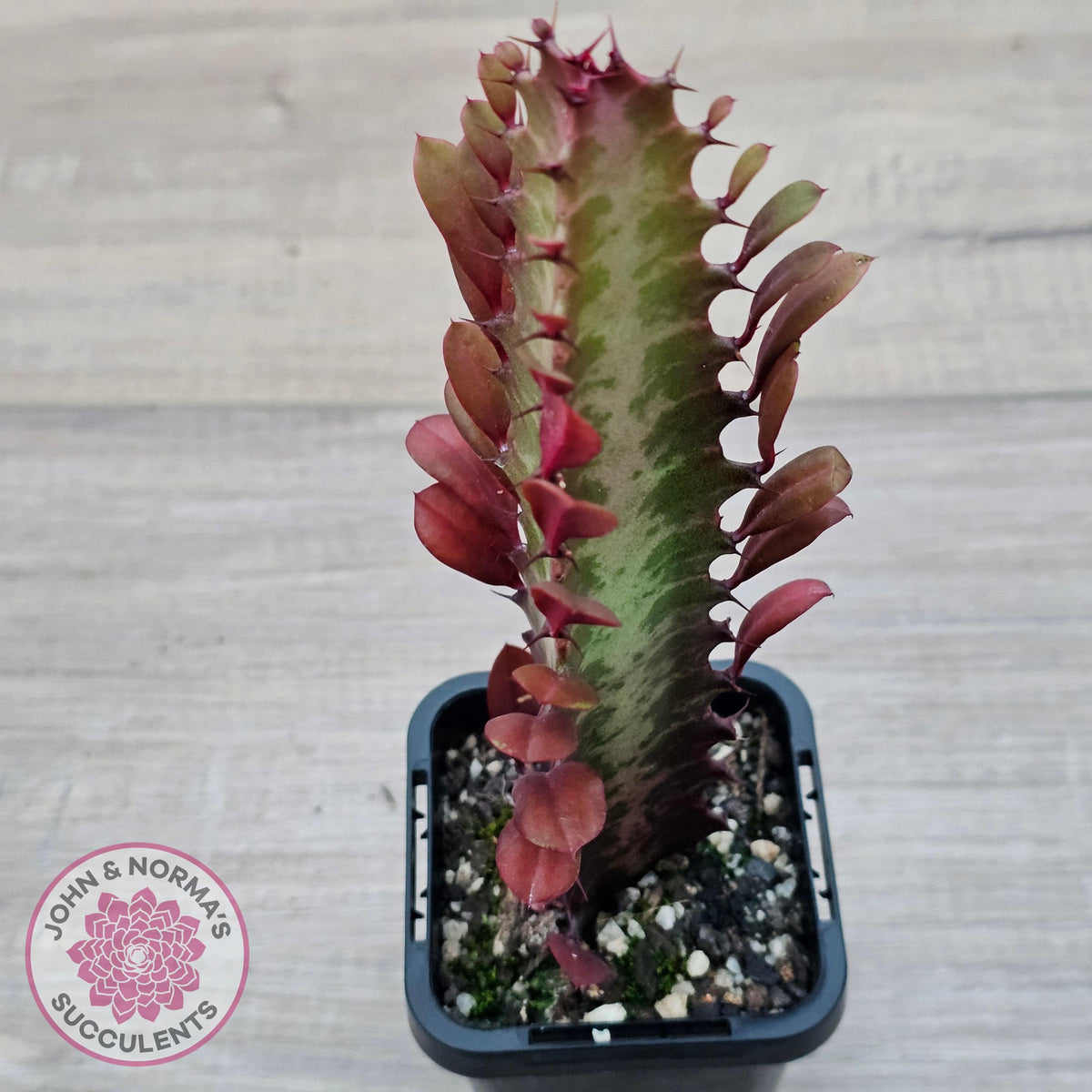 Euphorbia Trigona 'Red'