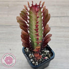 Euphorbia Trigona 'Red'