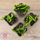 Euphorbia alluadii f. cristata