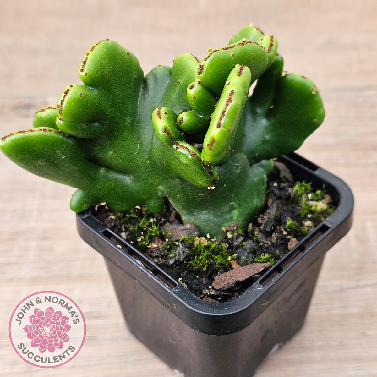 Euphorbia alluadii f. cristata