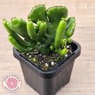 Euphorbia alluadii f. cristata