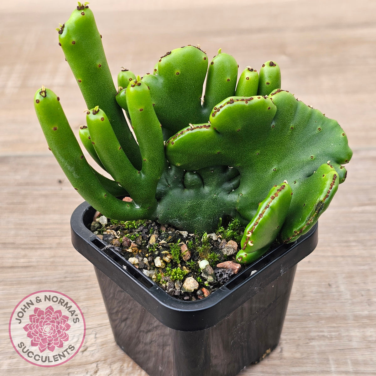 Euphorbia alluadii f. cristata