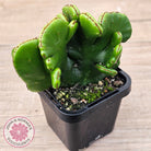 Euphorbia alluadii f. cristata