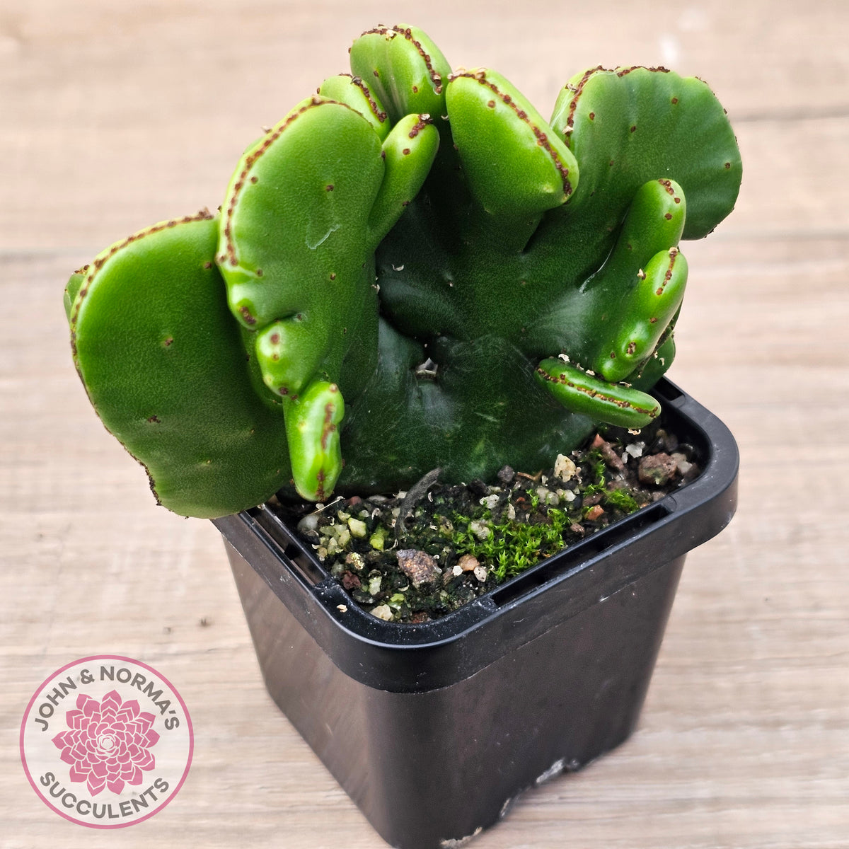 Euphorbia alluadii f. cristata