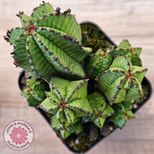 Load image into Gallery viewer, Euphorbia anoplia
