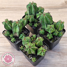 Load image into Gallery viewer, Euphorbia anoplia
