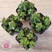 Load image into Gallery viewer, Euphorbia anoplia

