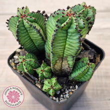 Load image into Gallery viewer, Euphorbia anoplia
