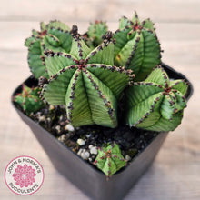 Load image into Gallery viewer, Euphorbia anoplia
