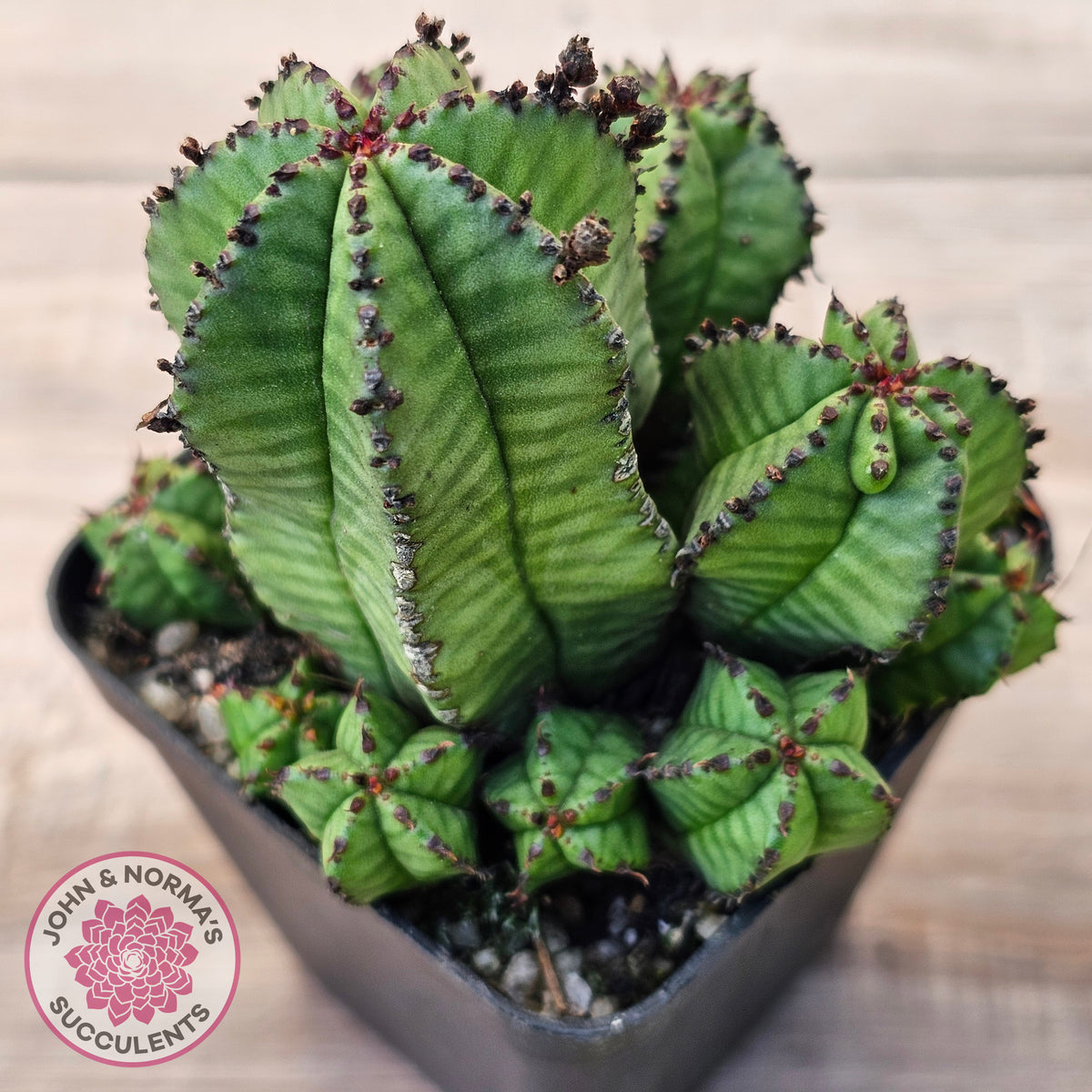 Euphorbia anoplia