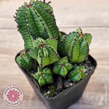 Load image into Gallery viewer, Euphorbia anoplia
