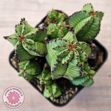 Load image into Gallery viewer, Euphorbia anoplia
