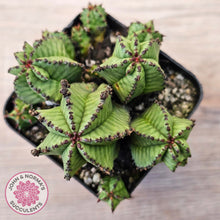 Load image into Gallery viewer, Euphorbia anoplia

