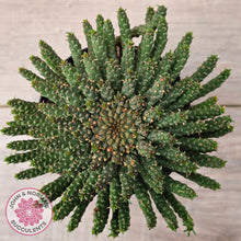 Load image into Gallery viewer, Euphorbia flanaganii - Medusa's Head

