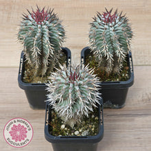Load image into Gallery viewer, Euphorbia horrida var. striata
