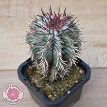 Load image into Gallery viewer, Euphorbia horrida var. striata
