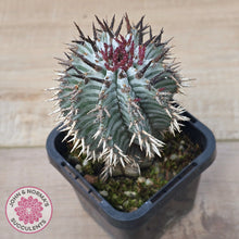 Load image into Gallery viewer, Euphorbia horrida var. striata
