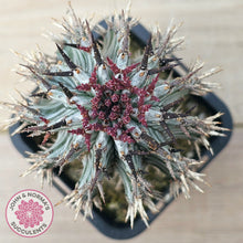 Load image into Gallery viewer, Euphorbia horrida var. striata
