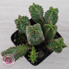 Load image into Gallery viewer, Euphorbia jansenvillensis
